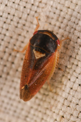 Iassinae