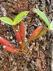 Dendrobium aemulum