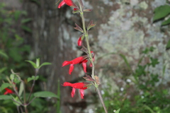 Salvia gesneriiflora