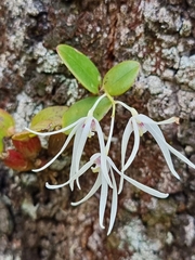 Dendrobium aemulum