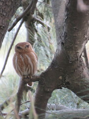Glaucidium brasilianum