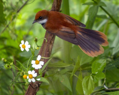 Palau Fantail photo 2