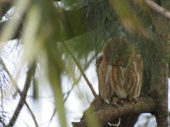 Glaucidium brasilianum