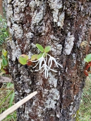 Dendrobium aemulum