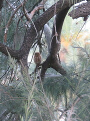 Glaucidium brasilianum