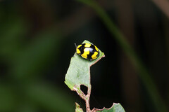 Illeis galbula