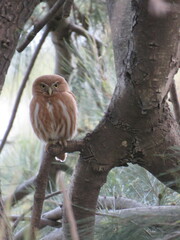 Glaucidium brasilianum