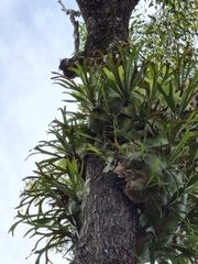 Platycerium superbum