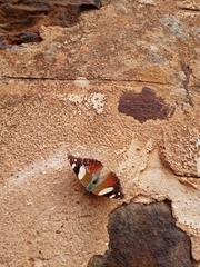 Vanessa itea