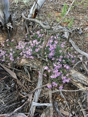 Olearia magniflora