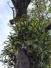 Platycerium superbum