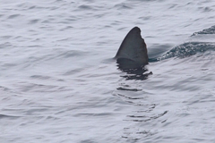 Carcharodon carcharias