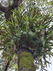 Platycerium superbum