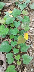 Ampelopsis glandulosa hancei