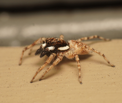 Menemerus semilimbatus