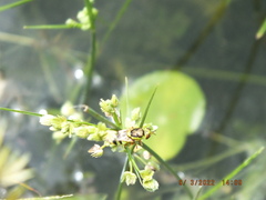 Odontomyia cincta