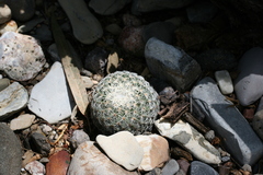 Mammillaria solisioides
