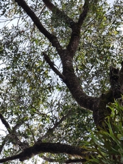 Platycerium superbum