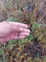 Achnatherum sibiricum