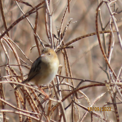Cisticola exilis