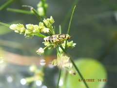 Odontomyia cincta