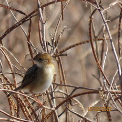 Cisticola exilis