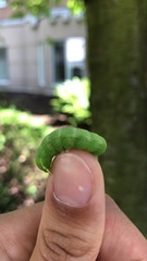 Orthosia hibisci