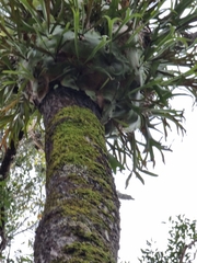 Platycerium superbum