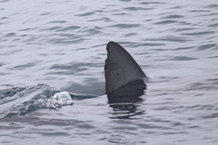 Carcharodon carcharias