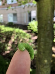 Orthosia hibisci