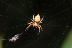 Salsa brisbanae