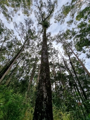 Platycerium superbum