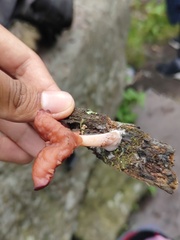 Gyromitra infula
