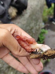Gyromitra infula