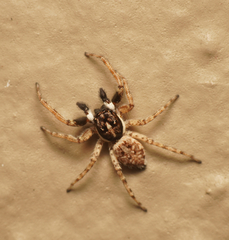 Menemerus semilimbatus