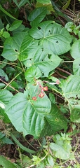 Clerodendrum japonicum