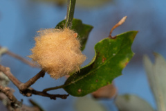 Heteroecus dasydactyli