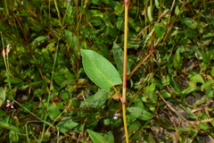 Persicaria hastatosagittata