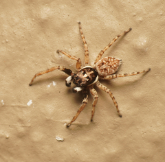 Menemerus semilimbatus