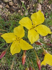 Oenothera hartwegii
