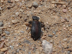 Eleodes suturalis