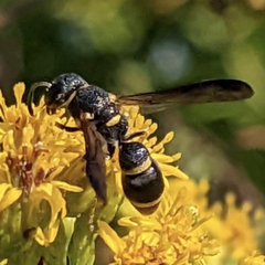 Parancistrocerus