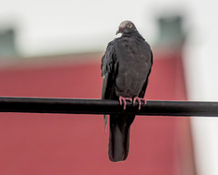 Patagioenas leucocephala