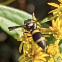 Parancistrocerus