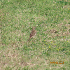 Anthus australis