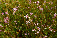 Persicaria hastatosagittata
