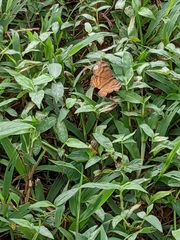 Junonia hedonia