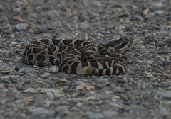 Crotalus oreganus oreganus