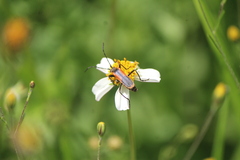 Chauliognathus limbicollis