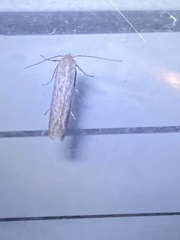 Homoeosoma electella